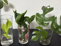 モンステラ ヒメモンステラ ポトス 水挿し 観葉植物 3種セットのサムネイル