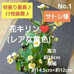 サトシ様 リクエスト 3点 まとめ商品