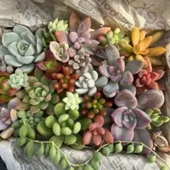 多肉植物　カット苗/普及種