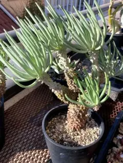 2026年最新】チレコドン ワリチーの人気アイテム - メルカリ