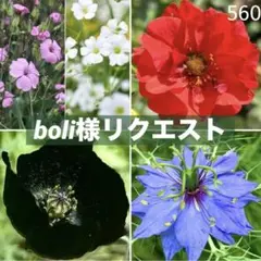 560 boli様 リクエスト 4点 まとめ・ゲウム・ニゲラ・ポピー・サポナリア