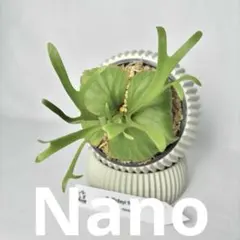 メルカリ便】 P. Willinckii Nano(spore)64 - メルカリ