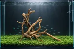 【一点物　枝分岐】ADA ブランチウッド　3本セット　水槽用流木 レイアウト素材