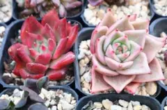 エケベリア2品種セット「Jade Star &フランクオーシャン」