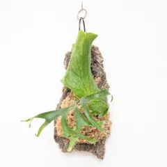 2025年最新】コロナリウム フィリピネスの人気アイテム - メルカリ