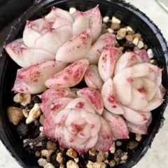 のんち様 リクエスト 2点 まとめ商品