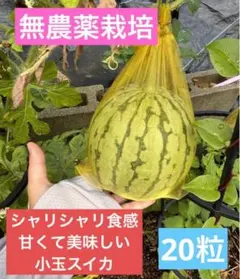 2026年最新】小玉スイカの人気アイテム - メルカリ