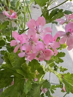 ゼラニウム 薄いピンク色八重咲きの花 挿し木苗 1苗 発根確認苗 - メルカリ