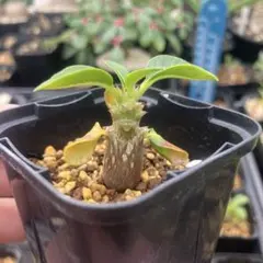パキポディウム　ウィンゾリー　国内実生　繁殖株　ボトルタイプ⑩アンボンゲンセ 植物と鉢とポートレート 鉢:怪十太さん（ @kai.juuta ） model