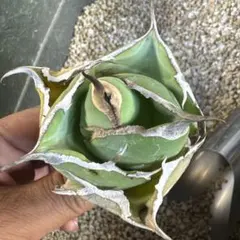 ナ*ズ様 アガベ黒豹　ボール株のサムネイル