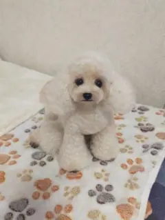 送料込み♡トイプードルアプリコットちゃん。のサムネイル