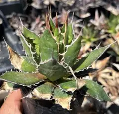 アガベ　ホリダのサムネイル