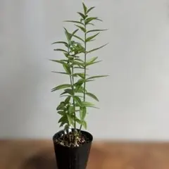 山野草　クサレダマ　草連玉 ポット苗のサムネイル
