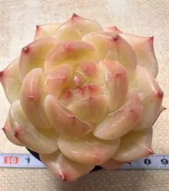 十*️様 A2702新入荷　鳳凰　エケベリア　多肉植物　撮影5月17日