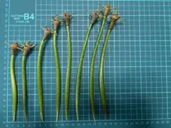 2025年最新】マングローブ 苗の人気アイテム - メルカリ