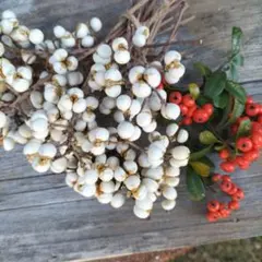 ナンキンハゼの実　ドライフラワー