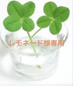 レモネード様専用