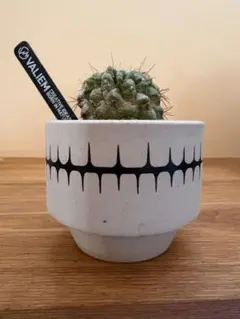 2026年最新】孤竜丸の人気アイテム - メルカリ