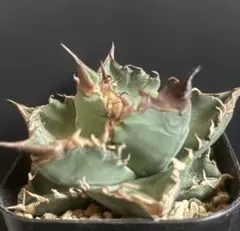 2026年最新】ホワイトファイヤー アガベの人気アイテム - メルカリ