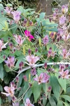 すーちゃん様 リクエスト 3点 まとめ商品