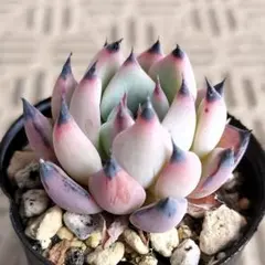 まりおん様 リクエスト 2点 まとめ商品