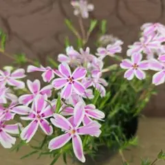 芝桜苗◆ピンクストライプ◆①のサムネイル