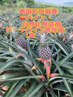 南国石垣島産 スナックパイン実生苗 1株 植えつけて鑑賞しながら収穫を待つだけ♡ 南国石垣島産 スナックパイン実生苗1株鑑賞しながら収穫を待つだけ♡ご