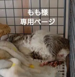 もも様専用ページ