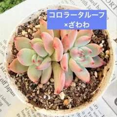 2026年最新】コロラータルーフの人気アイテム - メルカリ