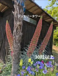 ジュエリータワー種子30粒以上⑯のサムネイル