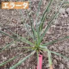 ユッカエラータ　35苗　抜き苗発送 エラータ ユッカ の特徴と育て方 | 苗木部の部室 〜苗木、育てよう