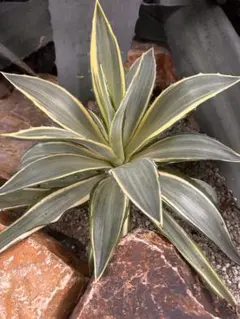 2025年最新】アガベ ジョーホークの人気アイテム - メルカリ