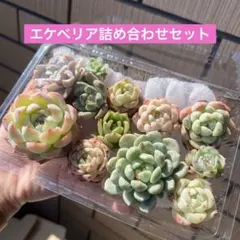 多肉植物 プラグ苗セット 寄せ植え エケベリア｜PG-set004 - メルカリ