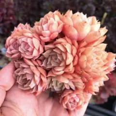 くりりん様 リクエスト 3点 まとめ商品