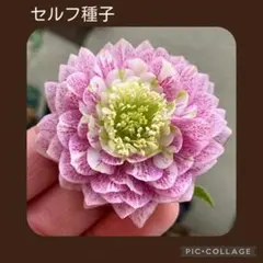 セルフ種子□#460□加藤農園 血脈 クリスマスローズ - メルカリ