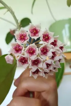 レア 原種 ホヤ トムソニー ピンク サクララン 鉢花 - メルカリ