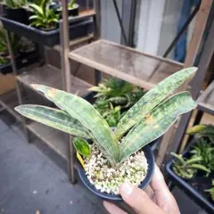 斑入り サンセベリア scimi Macossa サンスベリア - メルカリ