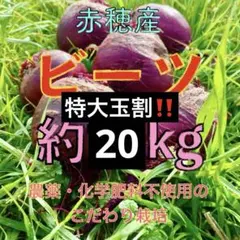 特大玉割‼️ 畑のルビー‼️ 食べる輸血と話題の赤穂ビーツ　20kg 大玉特割‼️ 畑のルビー‼️ 食べる輸血と話題の赤穂ビーツ 20kg - メルカリ