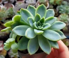 m*i様 ②　桜子　ミックスベリア　おらいさん　土付き発送　多肉