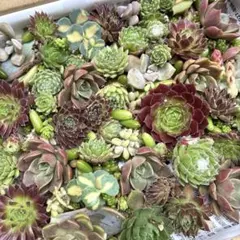 多肉植物 センペルビウム カット苗 葉挿しのサムネイル
