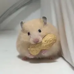 panko様