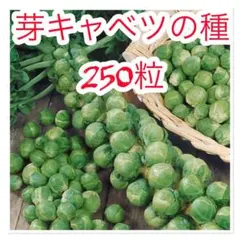 芽キャベツの種　250粒