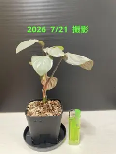 Homalomena aluminium ホマロメナ アルミニウム　鉢ごと発送❗️のサムネイル