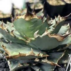 8 アガベ　オテロイ　実生　青葉 8 アガベ オテロイ 実生 青葉 8 アガベ オテロイ 実生 青葉