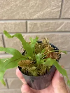 Cephalotus follicularis German Giant C.C - メルカリ