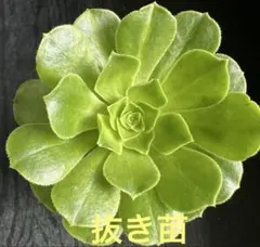2026年最新】観葉植物 アエオニウムの人気アイテム - メルカリ