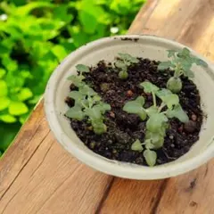 2025年最新】ビカクシダ 本の人気アイテム - メルカリ