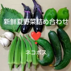 【兵庫県産】数量限定★新鮮夏野菜詰め合わせ　新鮮夏野菜セット 　農薬不使用