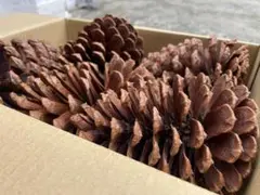 松ぼっくり　特大13個(約10cm〜14cm) 大王松　詰め合わせ
