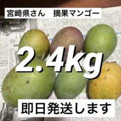 2025年最新】摘果マンゴーの人気アイテム - メルカリ